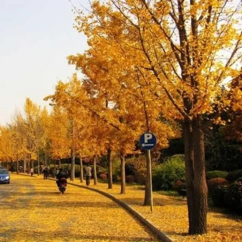 Yuxin Wu 的头像